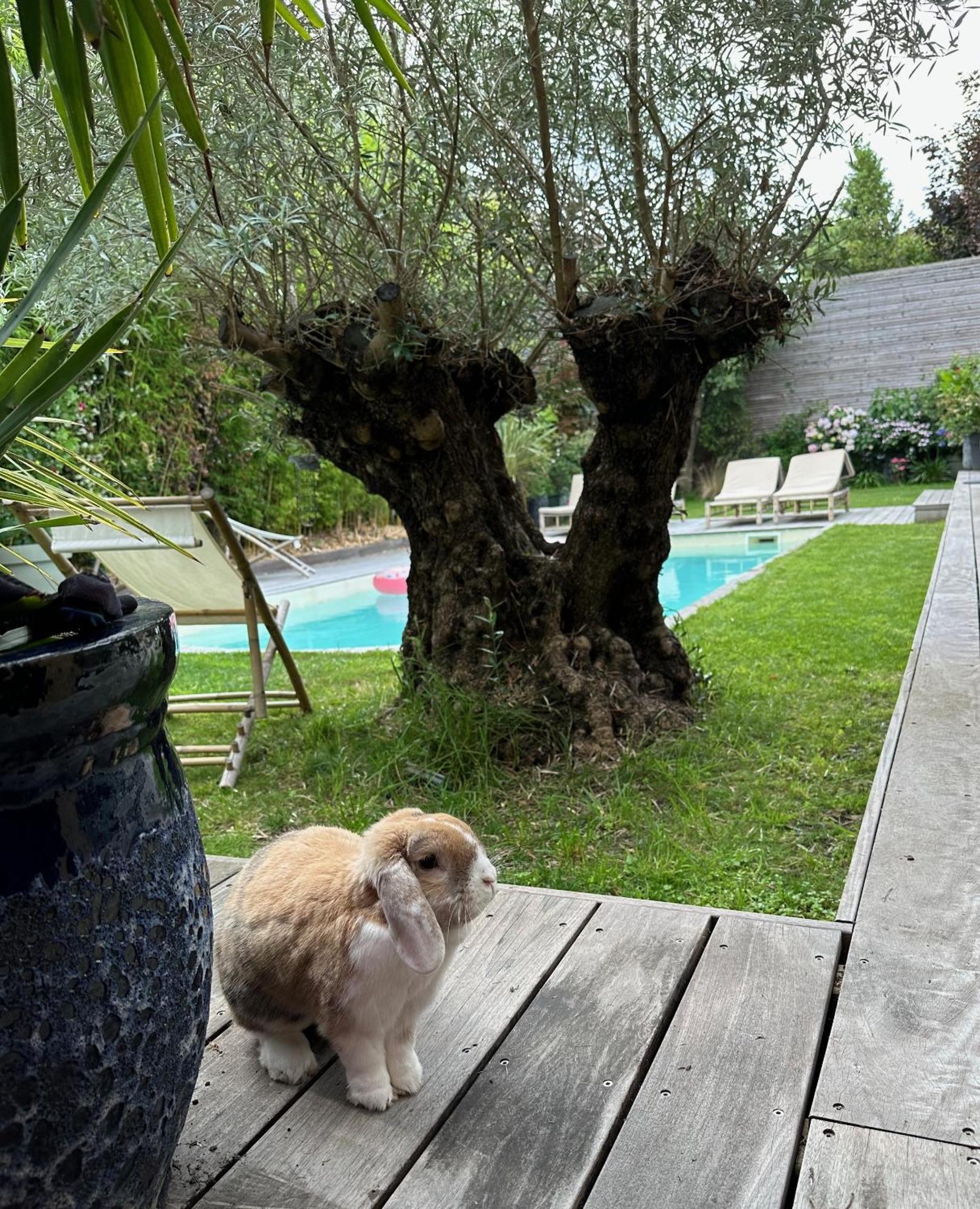 Les Penates Bordelaises - Maison D'Hotes - Guesthouse บอร์โด ภายนอก รูปภาพ